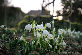 Frühlings-Knotenblume, Leucojum vernum