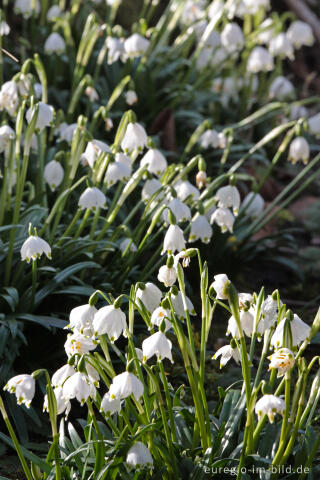 Frühlings-Knotenblume, Leucojum vernum