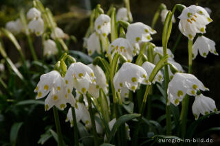 Frühlings-Knotenblume oder Märzenbecher, Leucojum vernum