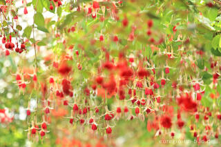 Fuchsien in den Königlichen Gewächshäuser (Laeken bei Brüssel)