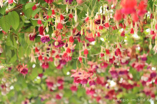 Fuchsien in den Königlichen Gewächshäuser (Laeken bei Brüssel)