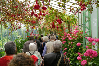 Fuchsien in den Königlichen Gewächshäuser (Laeken bei Brüssel)