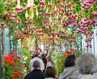 Fuchsien in den Königlichen Gewächshäusern in Laken (Laeken)