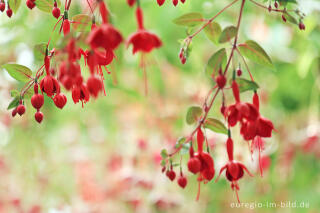 Fuchsien in den Königlichen Gewächshäusern in Laken (Laeken)