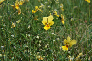 Galmei-Veilchen, Viola calaminaria, beim Schlangenberg, Breinigerheide, Nordeifel