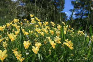 Galmei-Veilchen, Viola calaminaria, beim Schlangenberg, Breinigerheide, Nordeifel