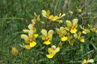 Galmei-Veilchen, Viola calaminaria, beim Schlangenberg, Breinigerheide, Nordeifel