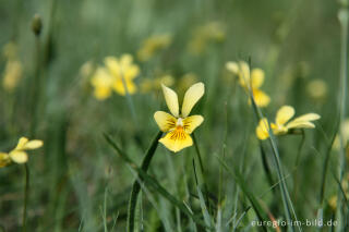 Galmei-Veilchen, Viola calaminaria, beim Schlangenberg, Breinigerheide, Nordeifel