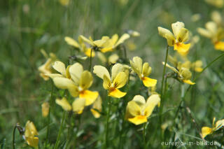 Galmei-Veilchen, Viola calaminaria, beim Schlangenberg, Breinigerheide, Nordeifel