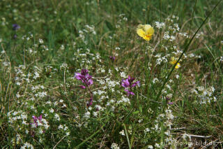 Galmeiflora beim Schlangenberg, Breinigerheide, Nordeifel