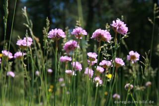 Galmeiflora mit Grasnelke, Armeria elongata, Schlangenberg, Nordeifel