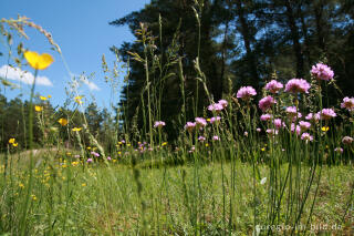 Galmeiflora mit Grasnelke, Armeria elongata, Schlangenberg, Nordeifel