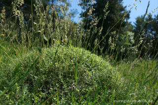 Galmeiflora mit quendelblättrigem Thymian, Schlangenberg, Breinigerheide, Nordeifel