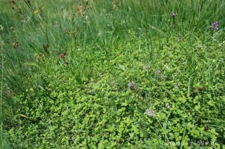 Galmeiflora mit quendelblättrigem Thymian, Schlangenberg, Breinigerheide, Nordeifel