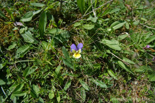 Galmeiveilchen,Viola lutea ssp. calaminaria, beim Schlangenberg, Breinigerheide, Nordeifel