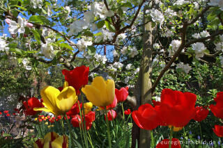 Garten im Frühling