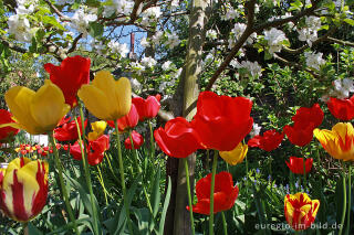 Garten im Frühling