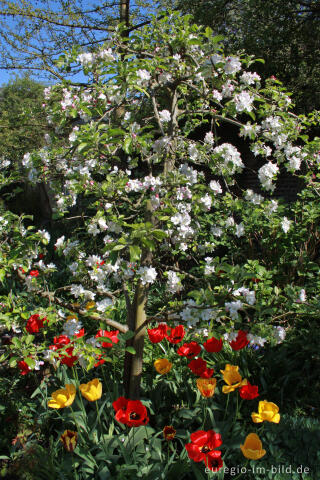 Garten im Frühling