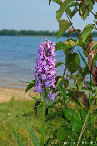 Geflecktes Knabenkraut, Dactylorhiza maculata