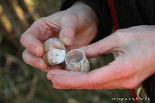 Gehäuse von Weinbergschnecken, Helix pomatia, auf dem Schneeberg 