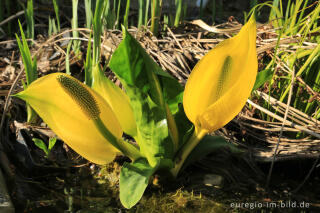 Gelbe Scheincalla, Lysichiton americanus