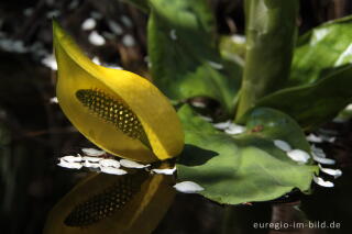 Gelbe Scheincalla, Lysichiton americanus, in einem Gartenteich