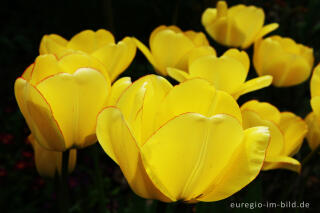 Gelbe Tulpen