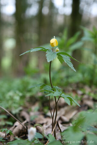 Gelbe Windröschen, Anemone ranunculoides