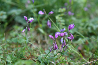 Gemeines Kreuzblümchen; Polygala vulgaris, Breinigerheide, Nordeifel