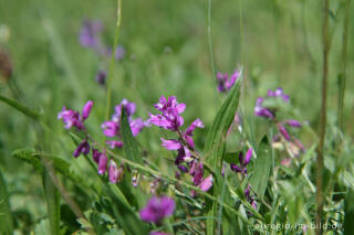 Gemeines Kreuzblümchen; Polygala vulgaris, Schlangenberg, Breinigerheide, Nordeifel