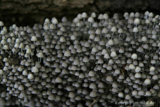 Gesäter Tintling, Coprinus disseminatus