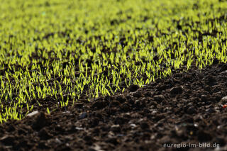 Getreidefeld im Frühling bei Bürvenich