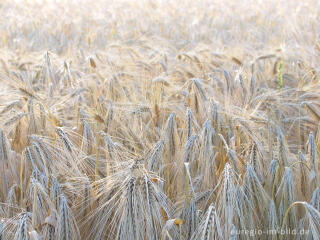 Getreidefeld in der Abendsonne