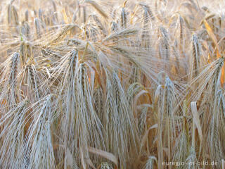 Getreidefeld in der Abendsonne