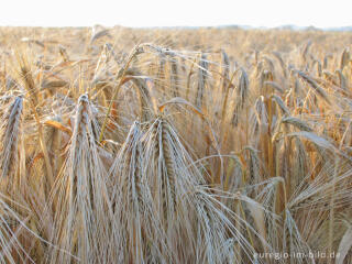 Getreidefeld in der Abendsonne