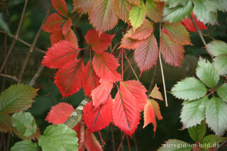 Gewöhnliche Jungfernrebe oder Rankender Mauerwein, Parthenocissus vitacea