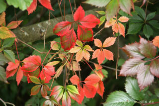 Gewöhnliche Jungfernrebe oder Rankender Mauerwein, Parthenocissus vitacea