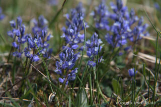 Gewöhnliche Kreuzblume, Polygala vulgaris 