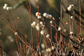 Gewöhnliche Schneebeere (Symphoricarpos albus)