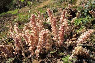 Gewöhnliche Schuppenwurz, Lathraea squamaria