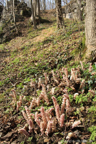 Gewöhnliche Schuppenwurz, Lathraea squamaria