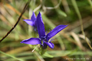 Gewöhnlicher Fransenenzian, Gentianopsis ciliata,