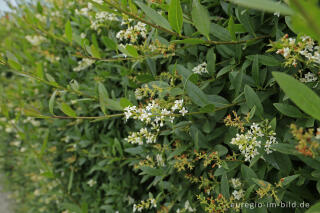 Gewöhnlicher Liguster, Ligustrum vulgare