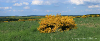 Ginsterblüte auf der Dreiborner Hochfläche