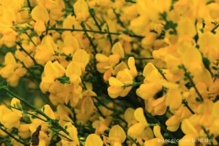 Ginsterblüte auf der Dreiborner Hochfläche