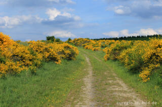 Ginsterblüte auf der Dreiborner Hochfläche