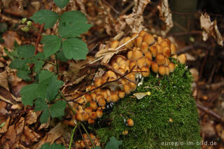 Glimmertintling, Coprinus micaceus