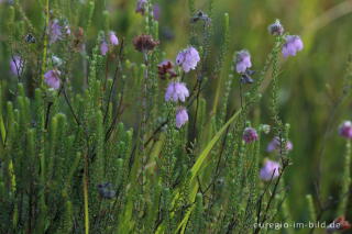 Glocken-Heide (Erica tetralix) auf dem Struffelt