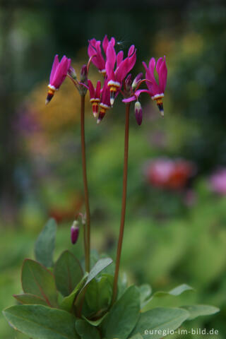 Götterblume, Dodecatheon