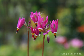 Götterblume, Dodecatheon